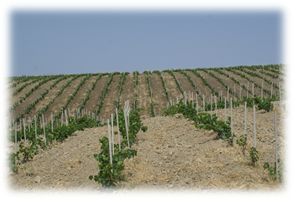 nouvelle plantation vigne